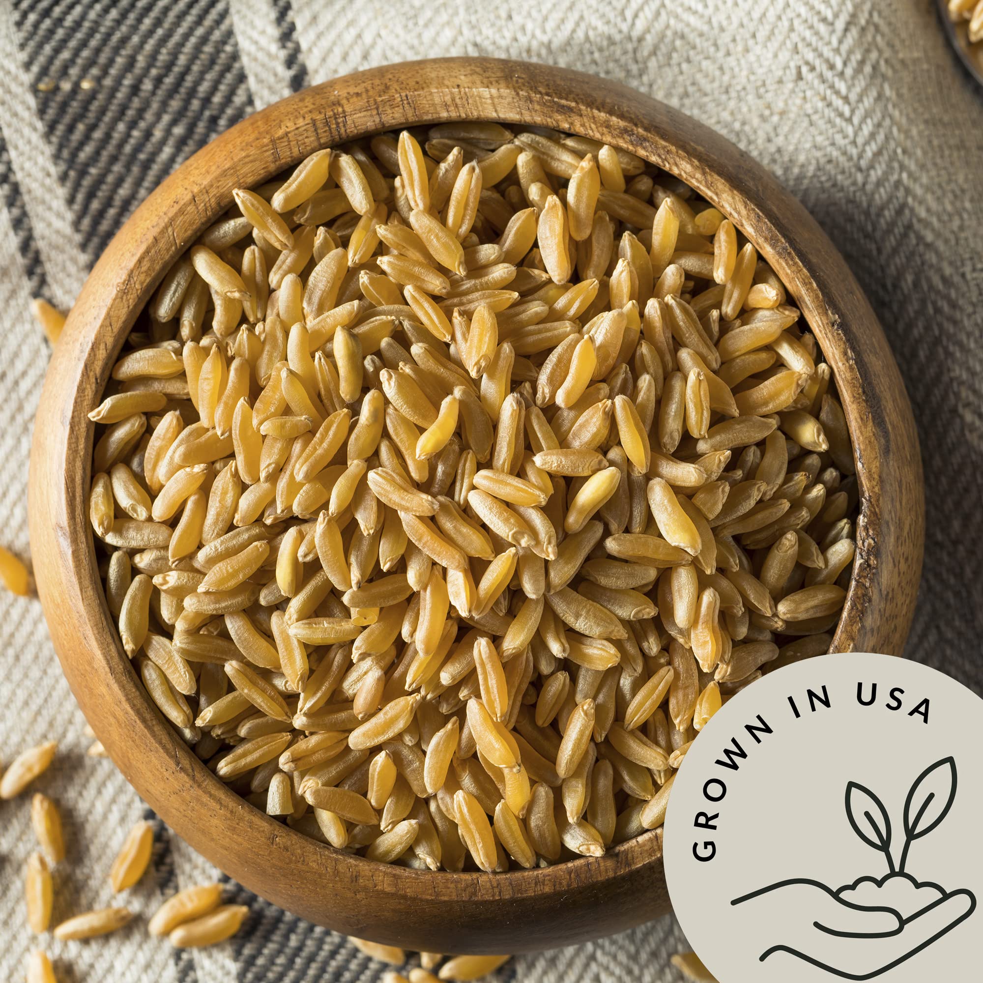 Be Still Farms Kamut wheat berries close-up of large kernels