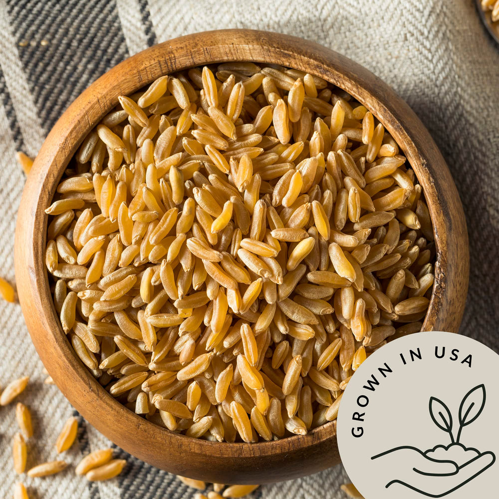 Be Still Farms Kamut wheat berries close-up of large kernels