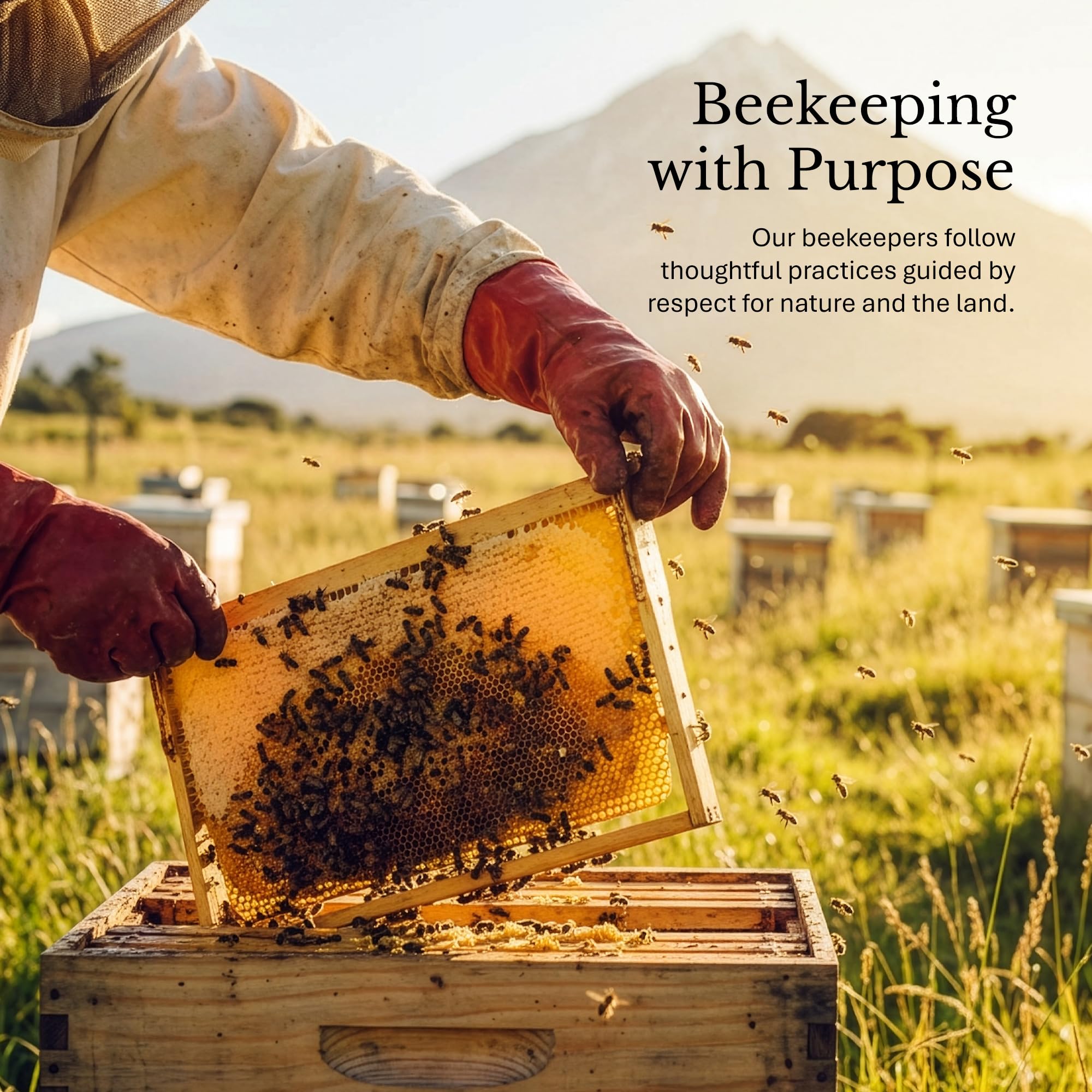 Bees & Trees Manuka Honey 350+ MGO harvest from New Zealand landscapes.