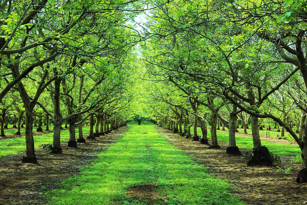 Bertagna Red Walnuts used in cooking and baking as a versatile ingredient.