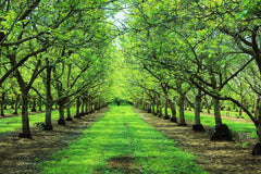Bertagna Red Walnuts used in cooking and baking as a versatile ingredient.
