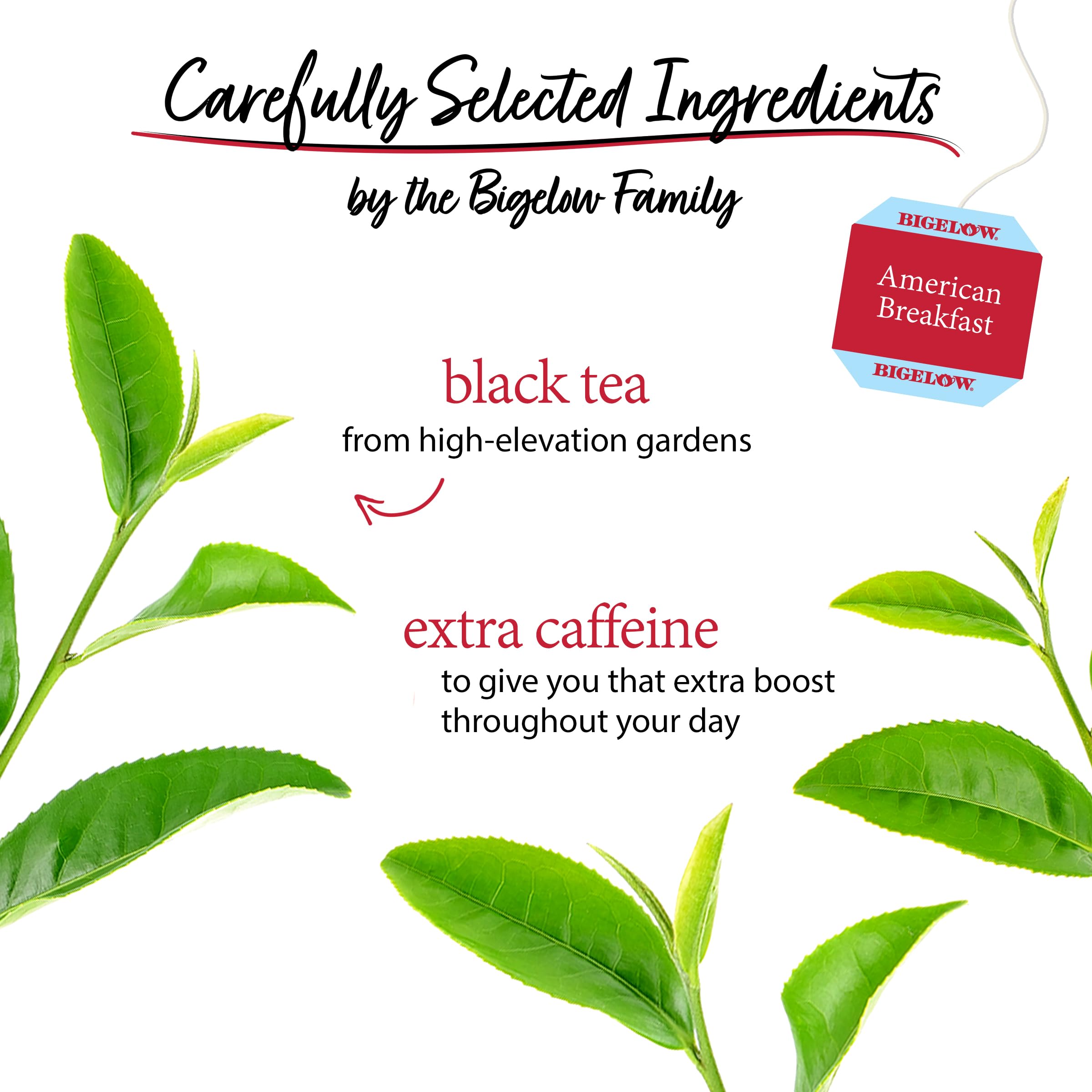 Bigelow American Breakfast Tea steaming cup demonstrates a comforting morning ritual.