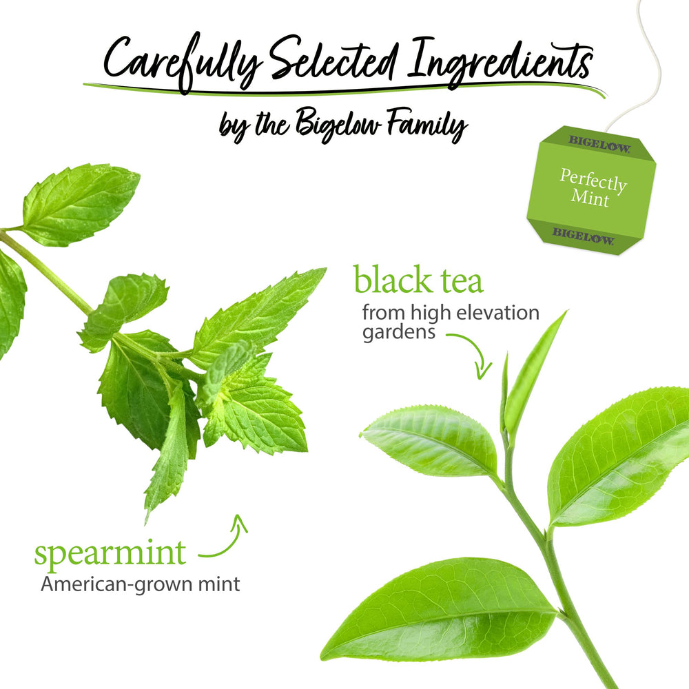 Steaming cup of Bigelow Perfectly Mint Black Tea with mint leaves.