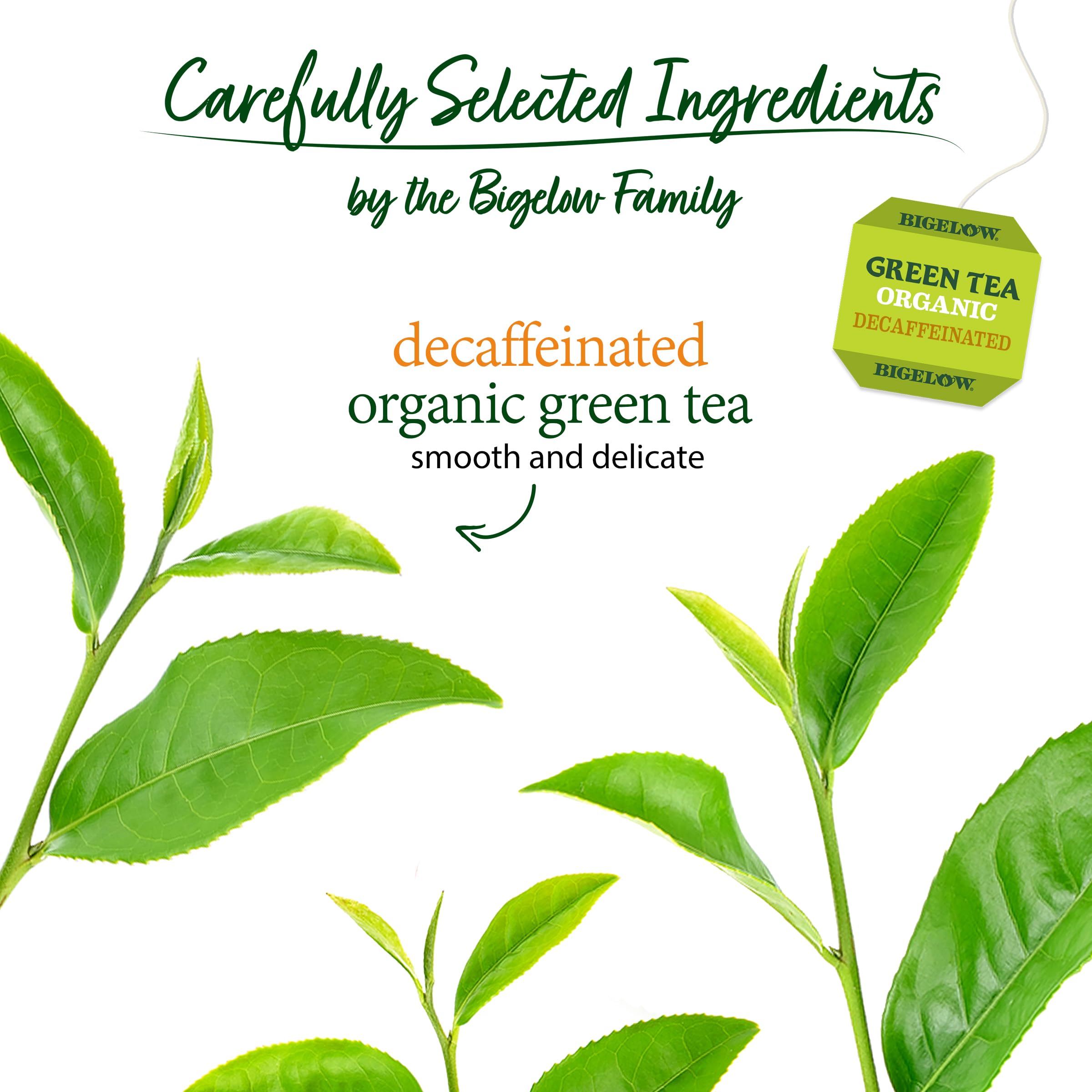 Steaming cup of Bigelow Organic Decaffeinated Green Tea