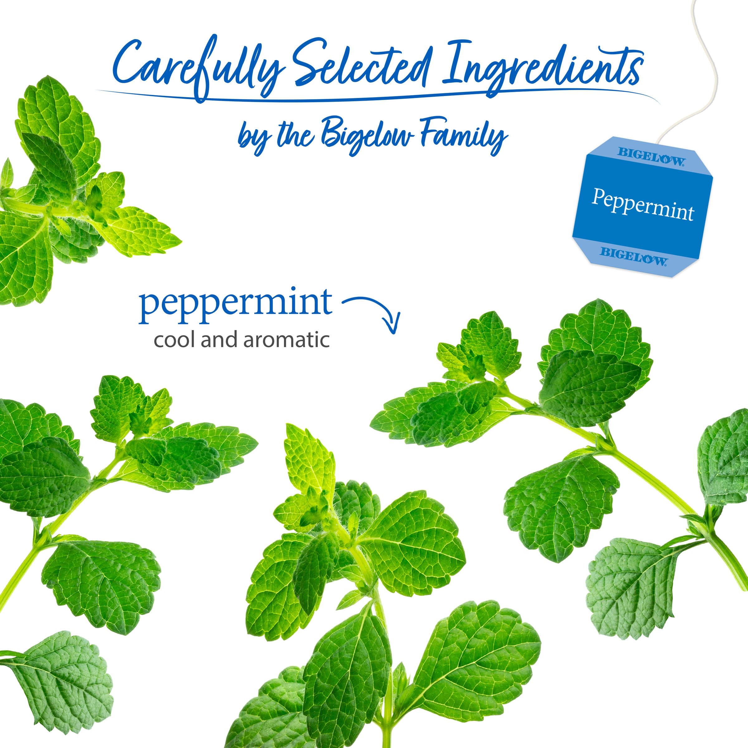 Brewing Bigelow Peppermint creates a refreshing, caffeine-free cup