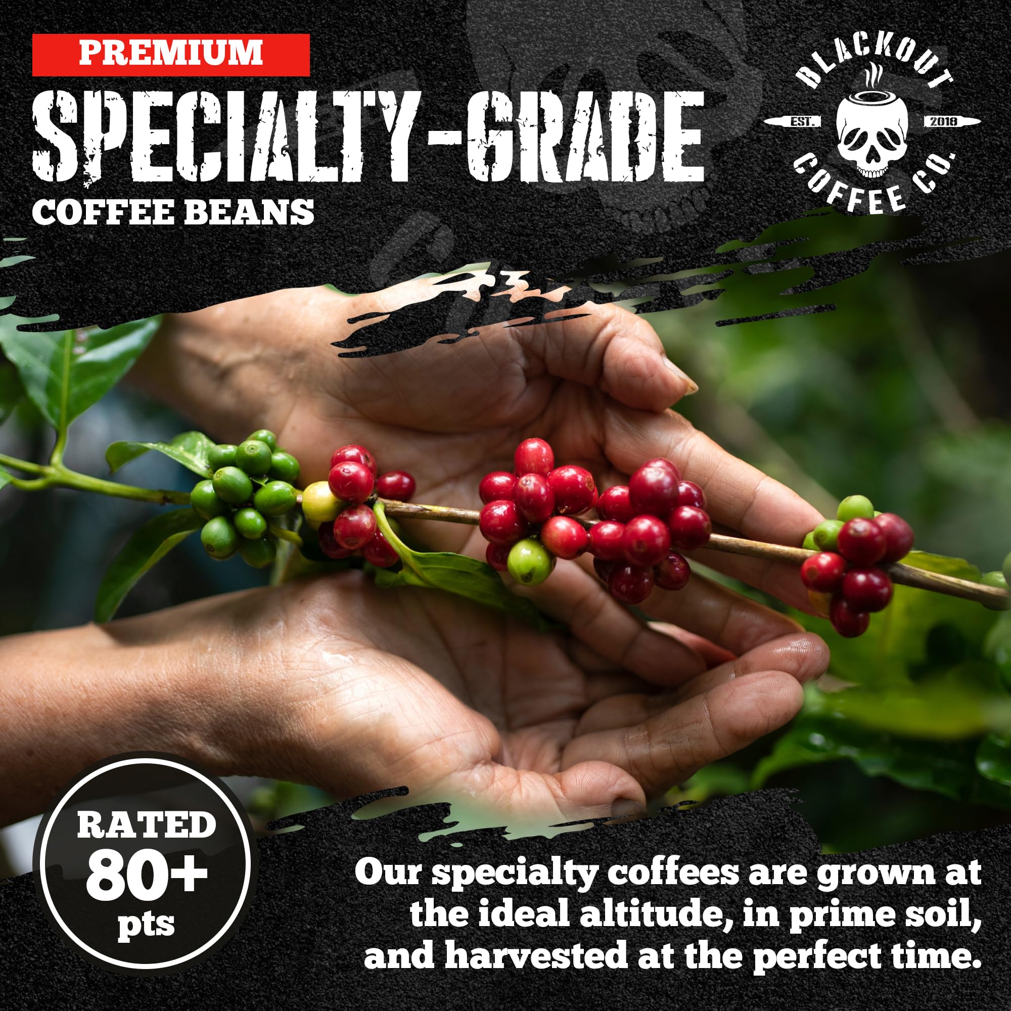 Blackout Coffee Pitch Black small-batch roast emphasizes consistent strength.