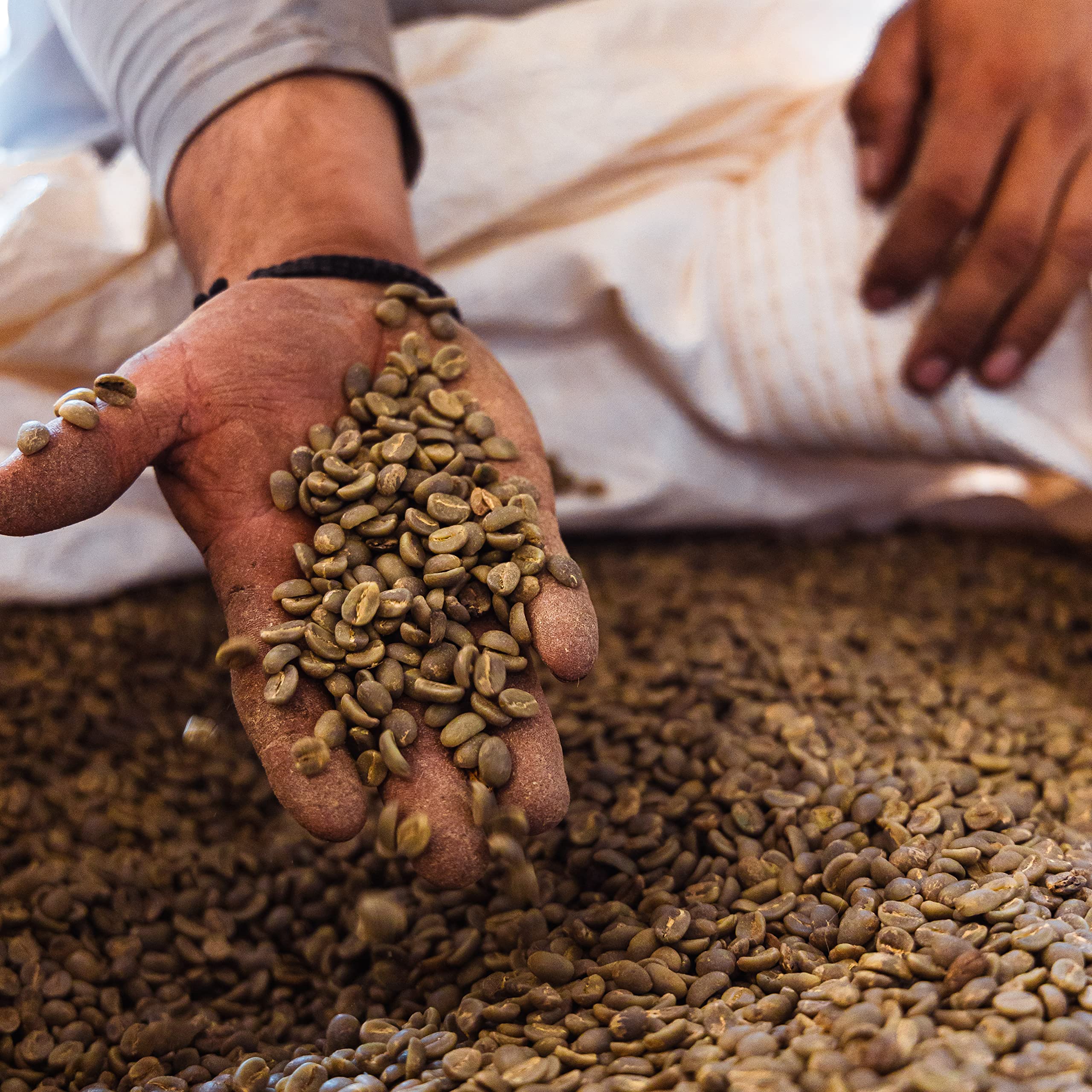 Blue Horse Kona coffee aroma shot with rainforest-inspired scents.
