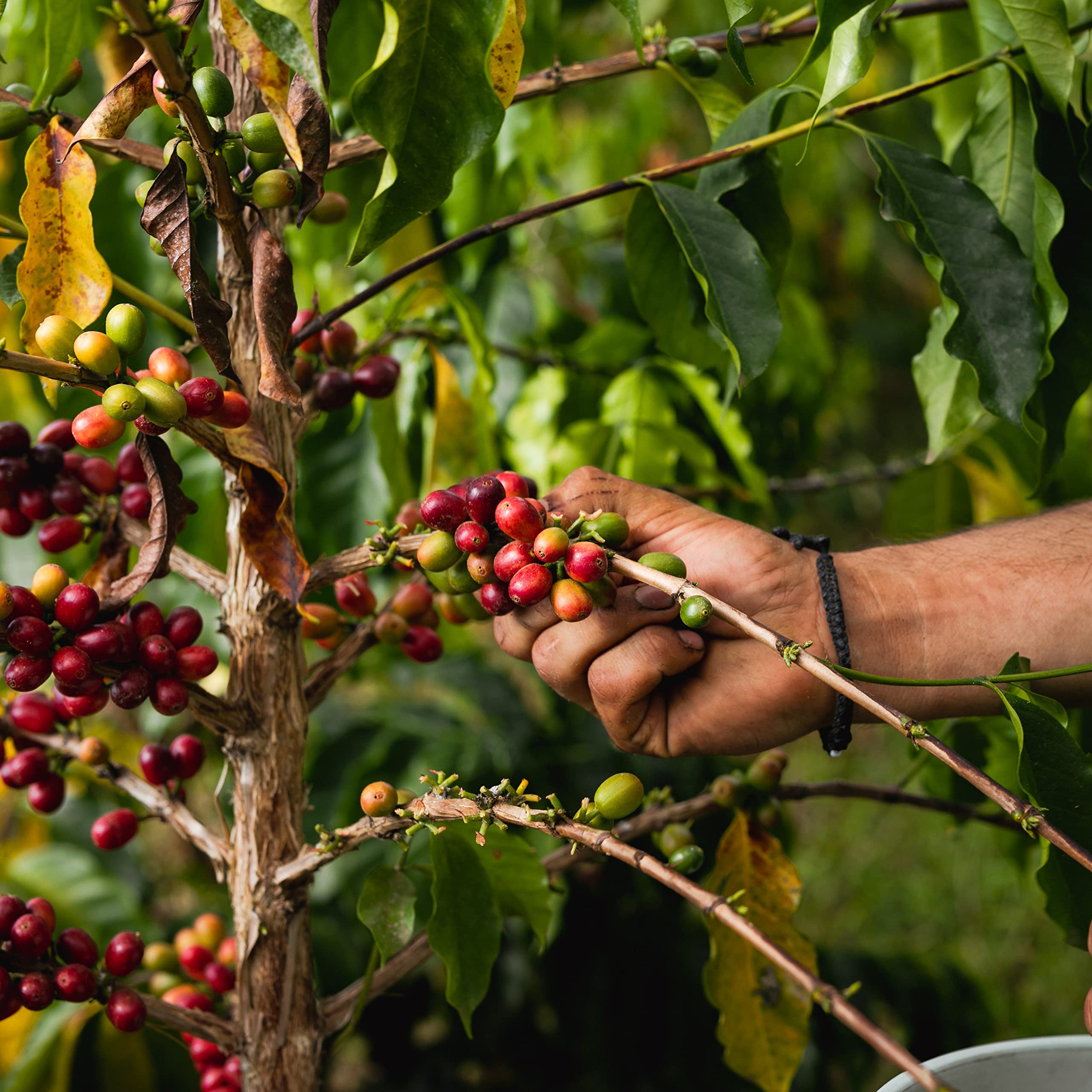 Blue Horse Kona coffee cup reveals inviting aroma and full-bodied taste