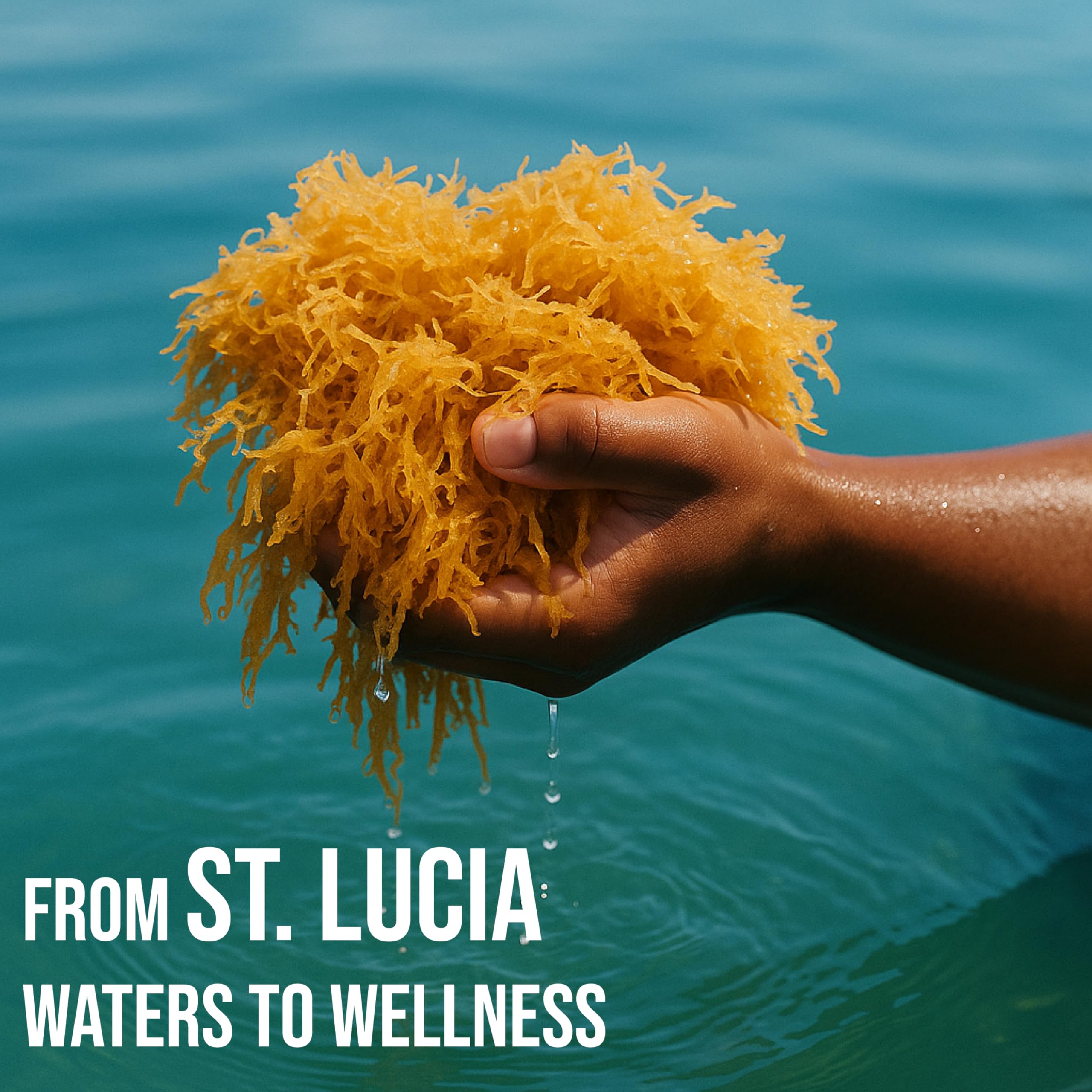 BUIE Golden Irish Sea Moss field harvest visual hints wildcrafted origin from St. Lucia.