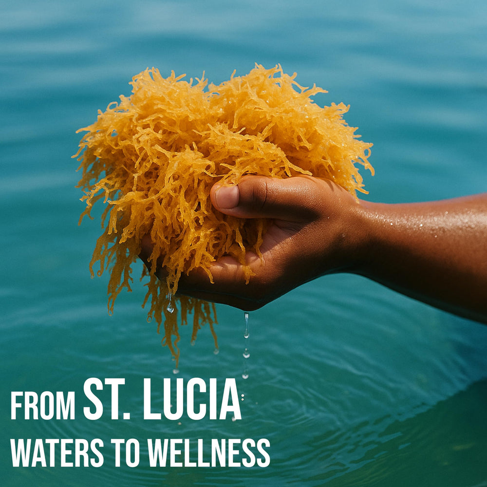 BUIE Golden Irish Sea Moss field harvest visual hints wildcrafted origin from St. Lucia.