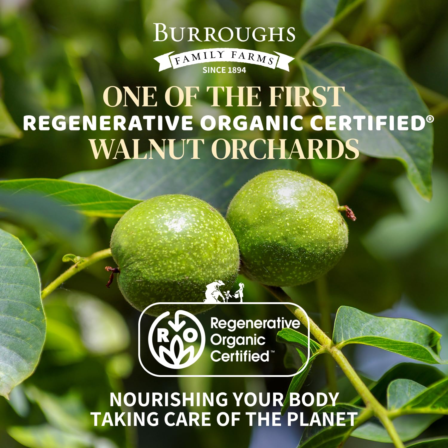 Burroughs Family Farms California walnut orchard under regenerative farming practices.