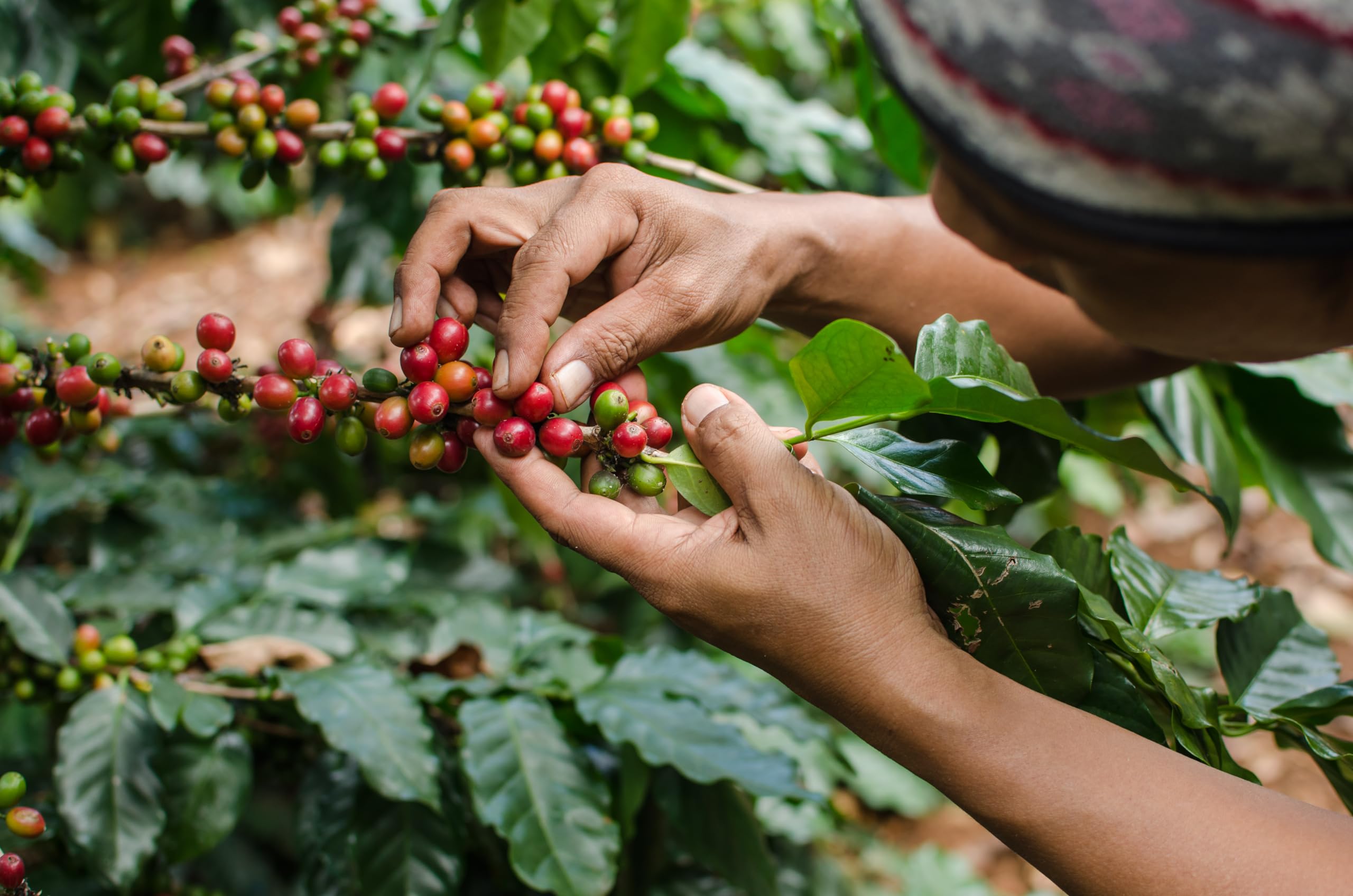 Cafe Don Pedro small-batch roast preserves rich notes.