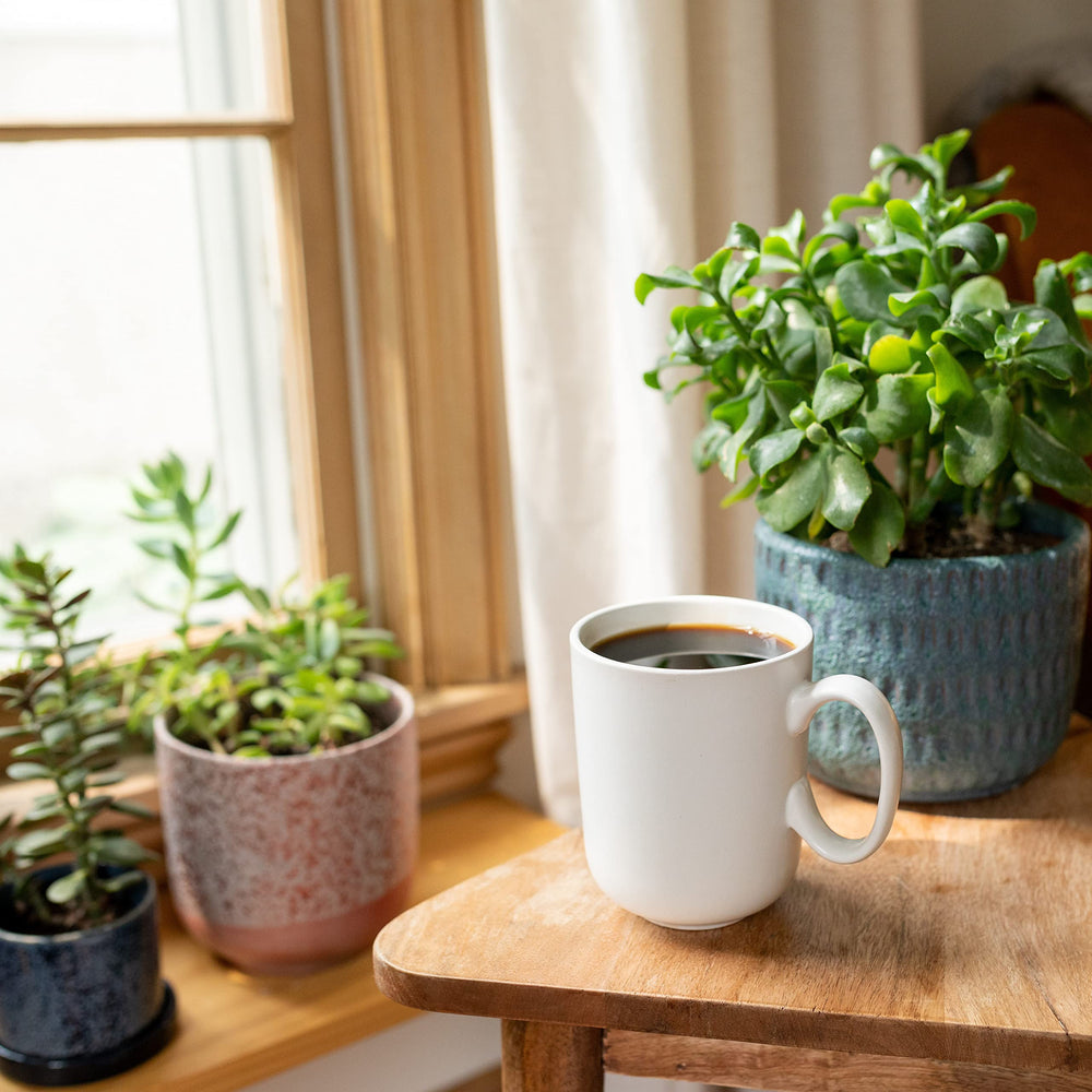 Cameron's Hunter's Blend pod in a morning cup ritual ready in minutes.