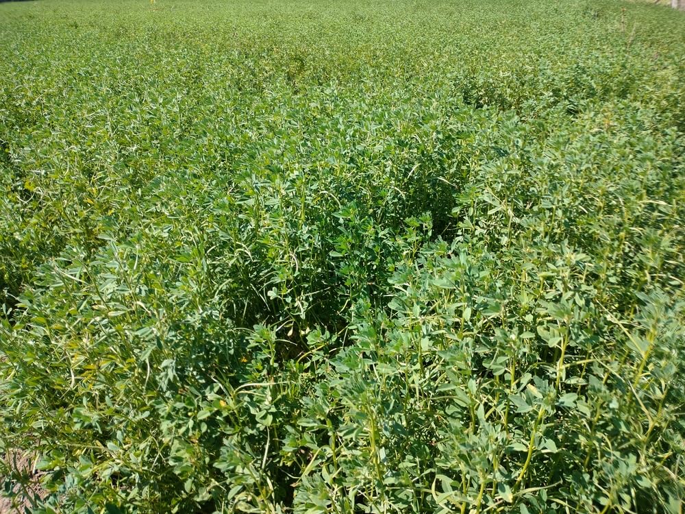 Carmel Organics fenugreek seeds ideal for pickling and flavoring.