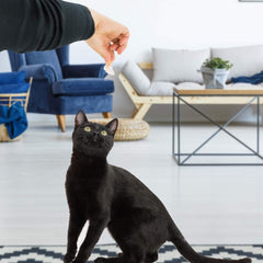 Cat-Man-Doo bonito flakes close-up highlights fresh aroma and high-protein nutrition.