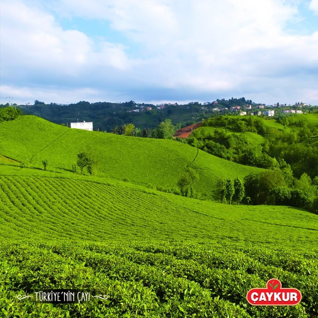Caykur Filiz authentic Turkish heritage tea perfect for daily enjoyment or gifting