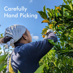 Grown in high-altitude Japanese regions, Chaganju Yuzu juice offers balanced acidity and layered fragrance.