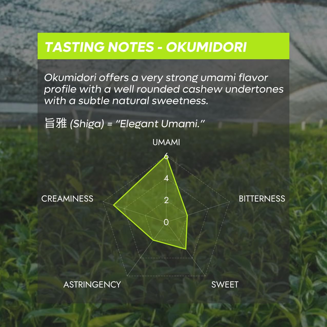 Chazoku Okumidori powder close-up highlighting silky texture for microfoam.