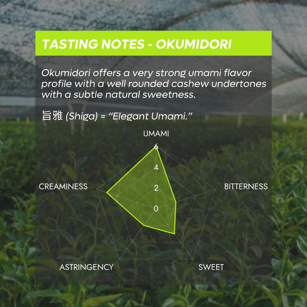 Chazoku Okumidori powder close-up highlighting silky texture for microfoam.