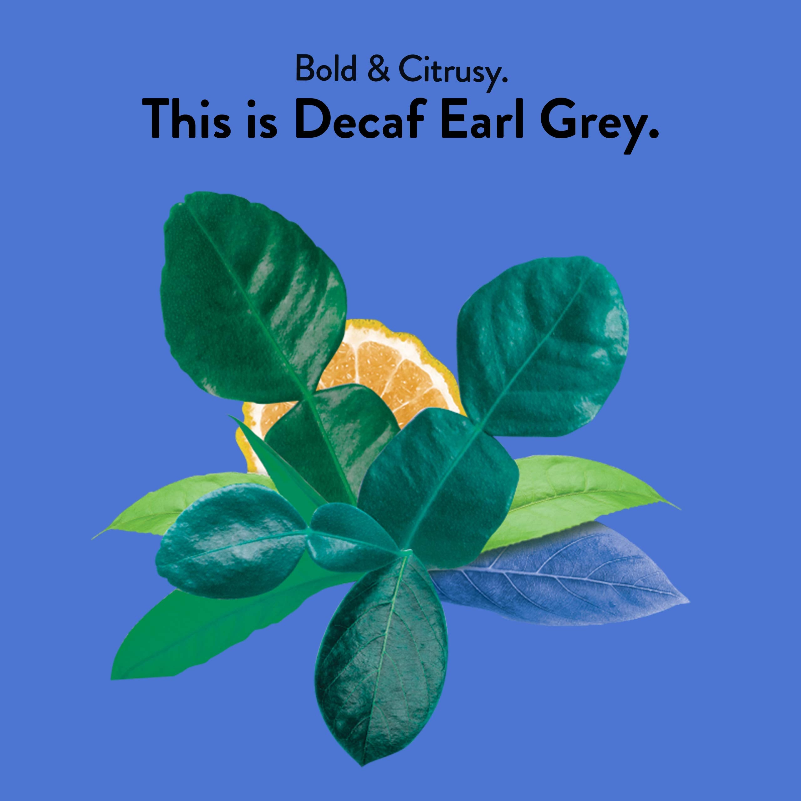 Choice Organic Teas bergamot aroma highlights citrus notes in Earl Grey