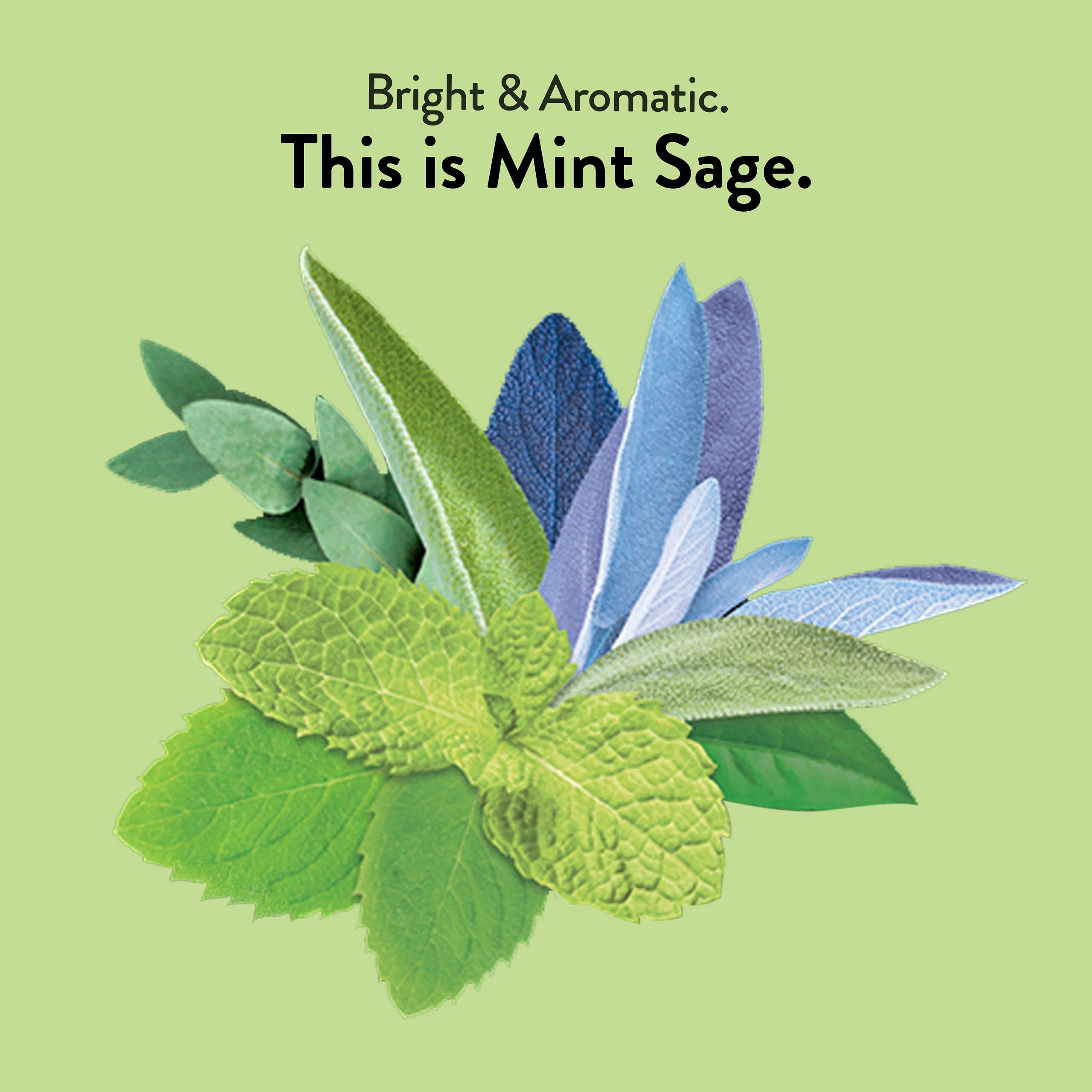 Choice Organic Teas Mint Sage Tea steeping cup showing bright aroma and herbal harmony