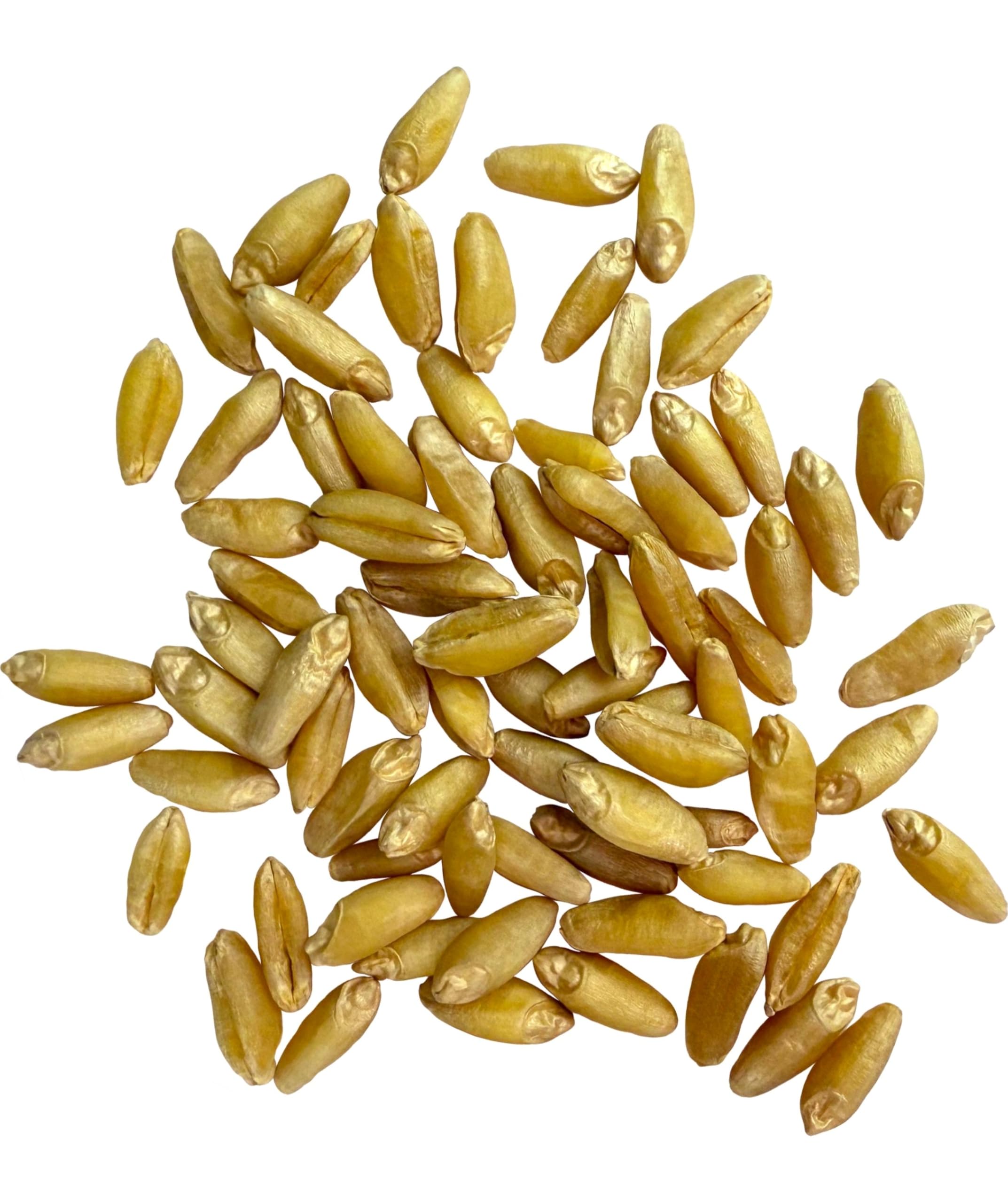 Clear Creek durum wheat berries packaging variations shown for storage.