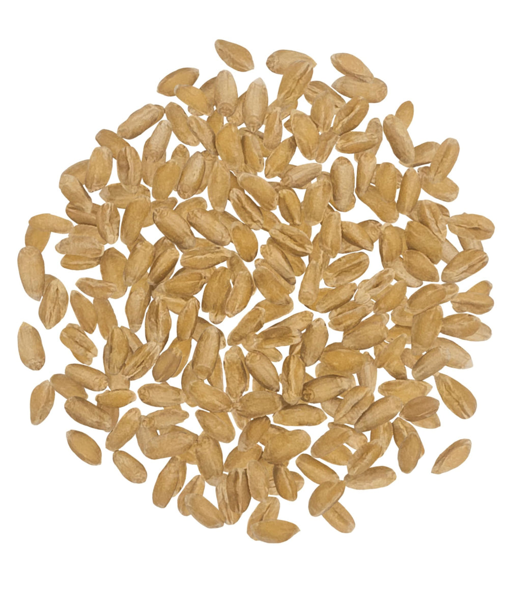 CLEAR CREEK Spelt Berries dry grains ready for soaking and cooking