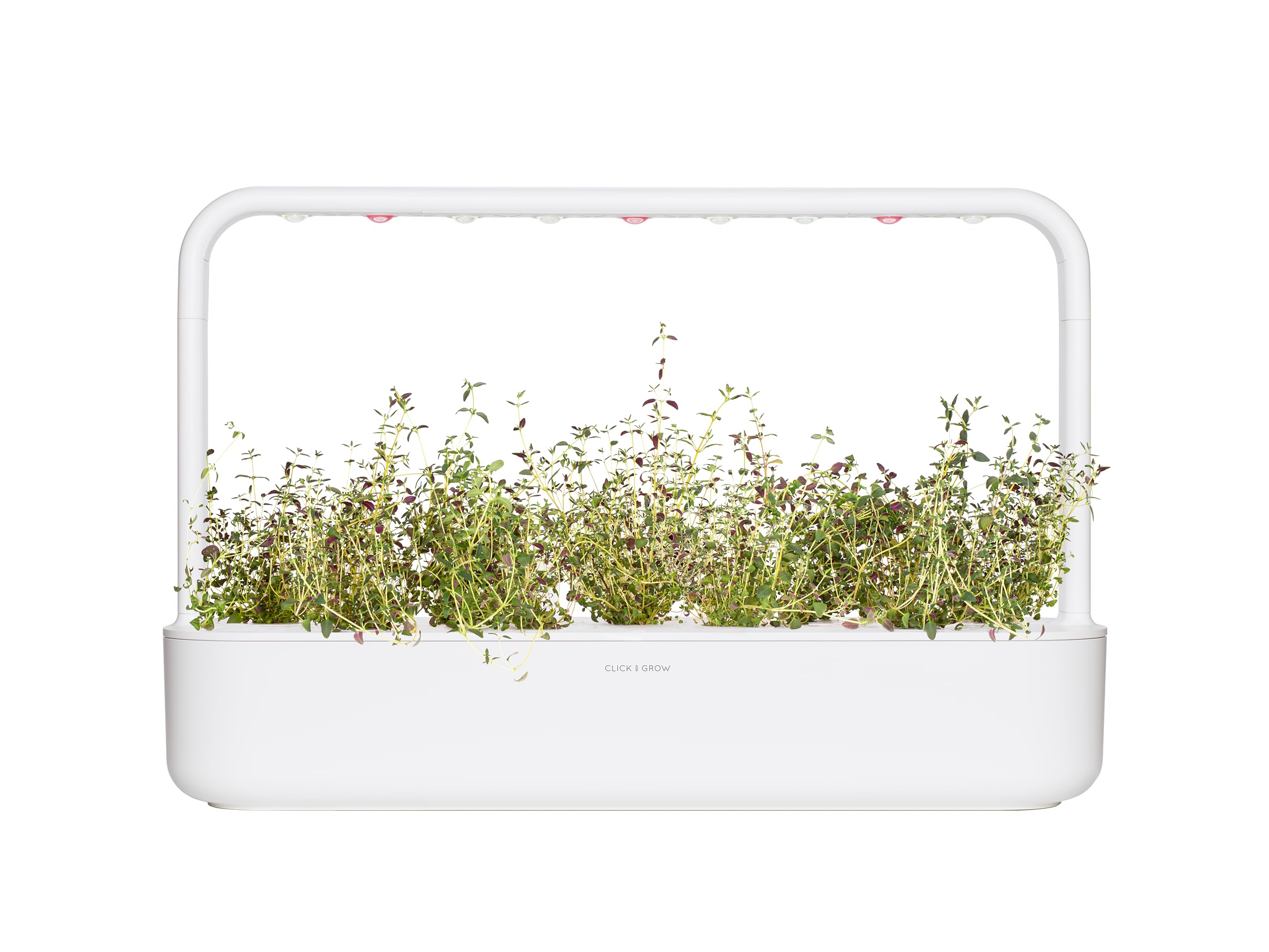 Click and Grow Thyme Pod sprouting timeline showing quick germination