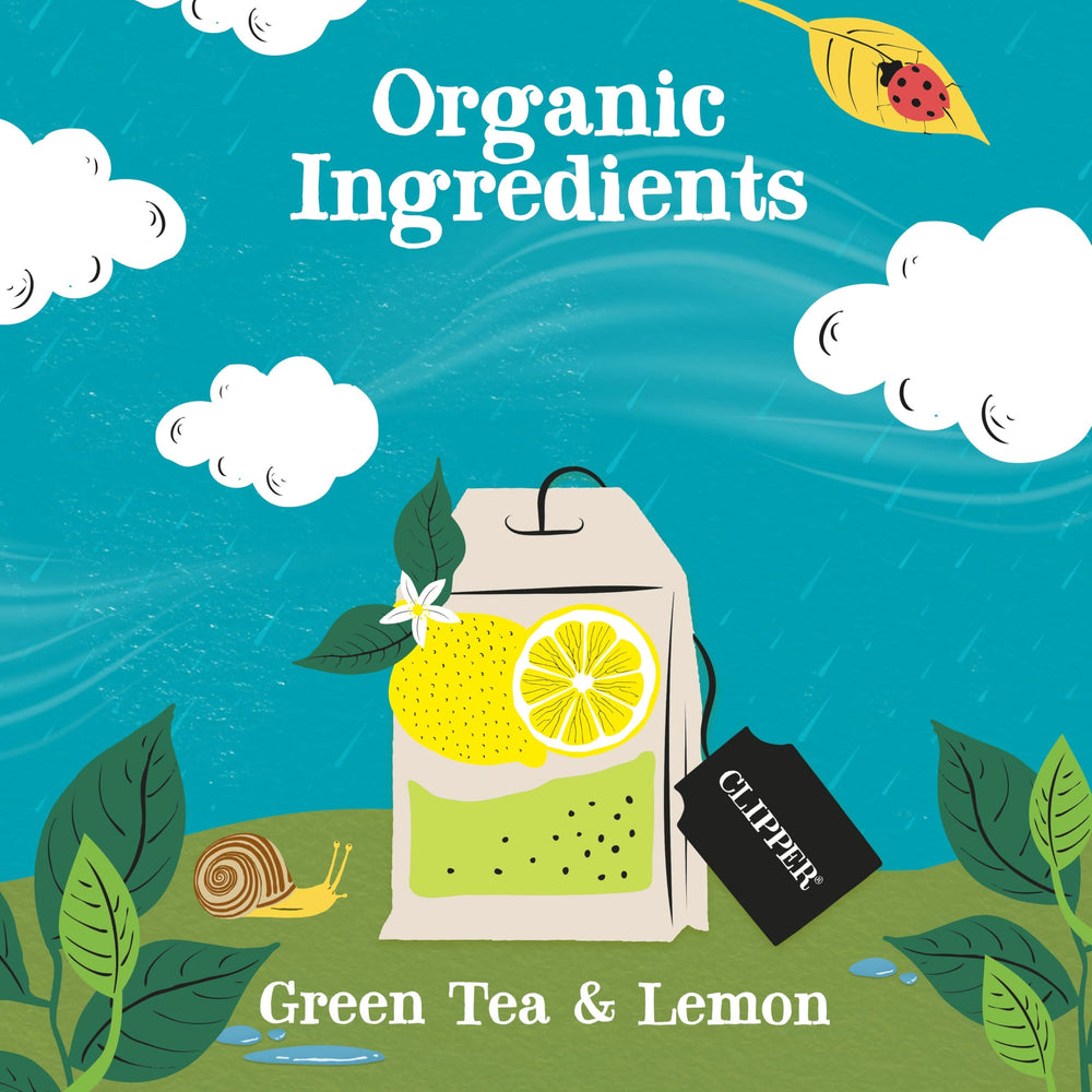 Clipper Tea Green Tea and Lemon hot-brew shows balanced flavor infusion.