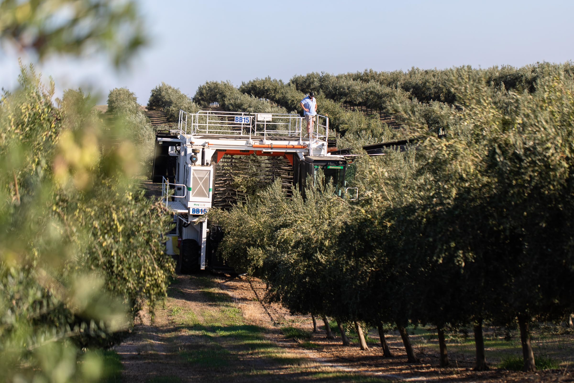 Cobram Estate packaging is gift-ready