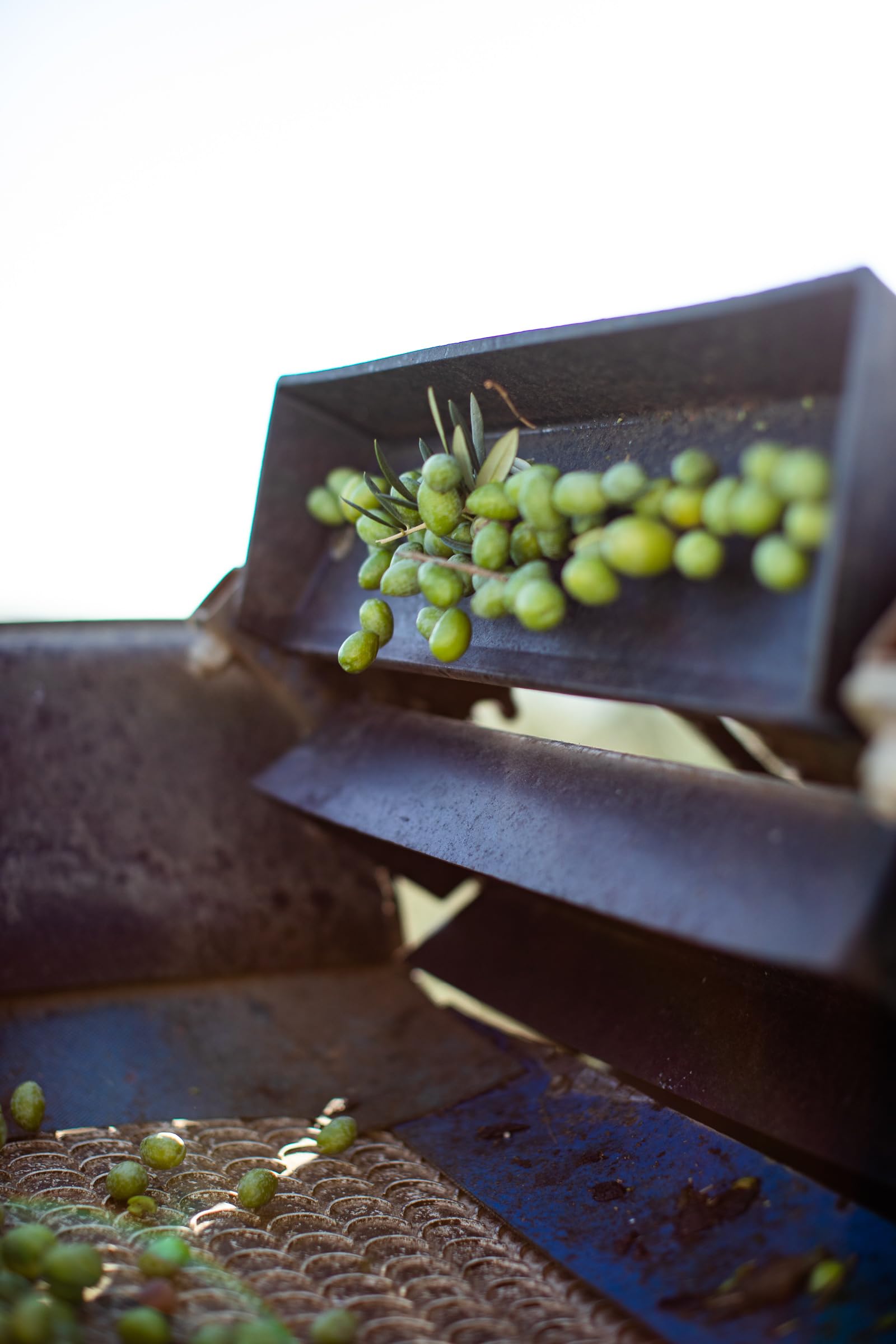 Cobram Estate Mild bottle emphasizes polyphenol-rich oil for flavor.