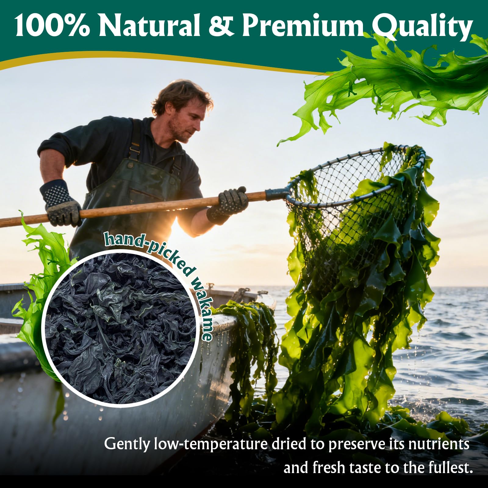 Colehechr wakame expands up to eight times its weight for versatile dishes.