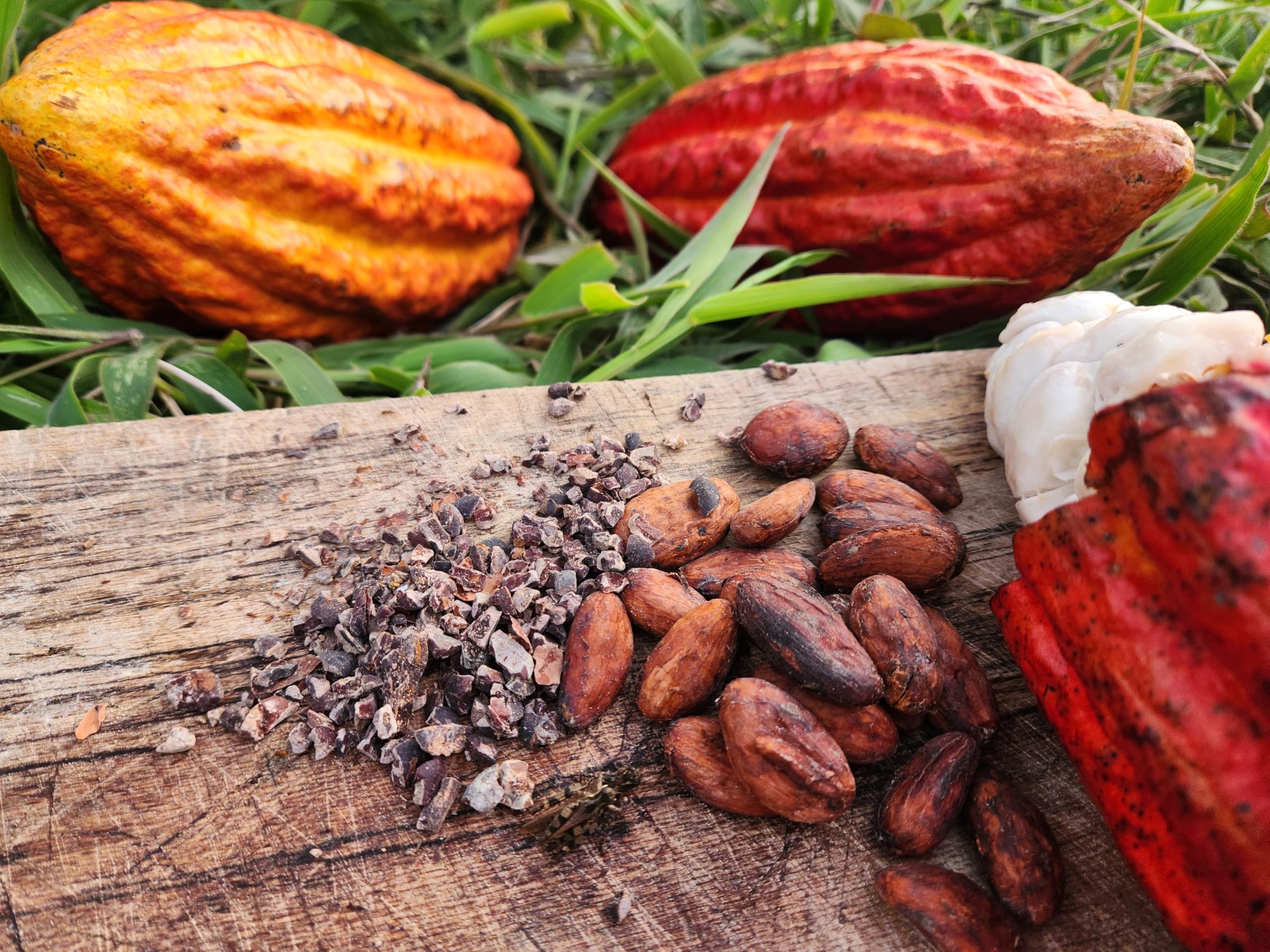 Colombian Cacao raw beans in a bowl for easy measuring snacks.