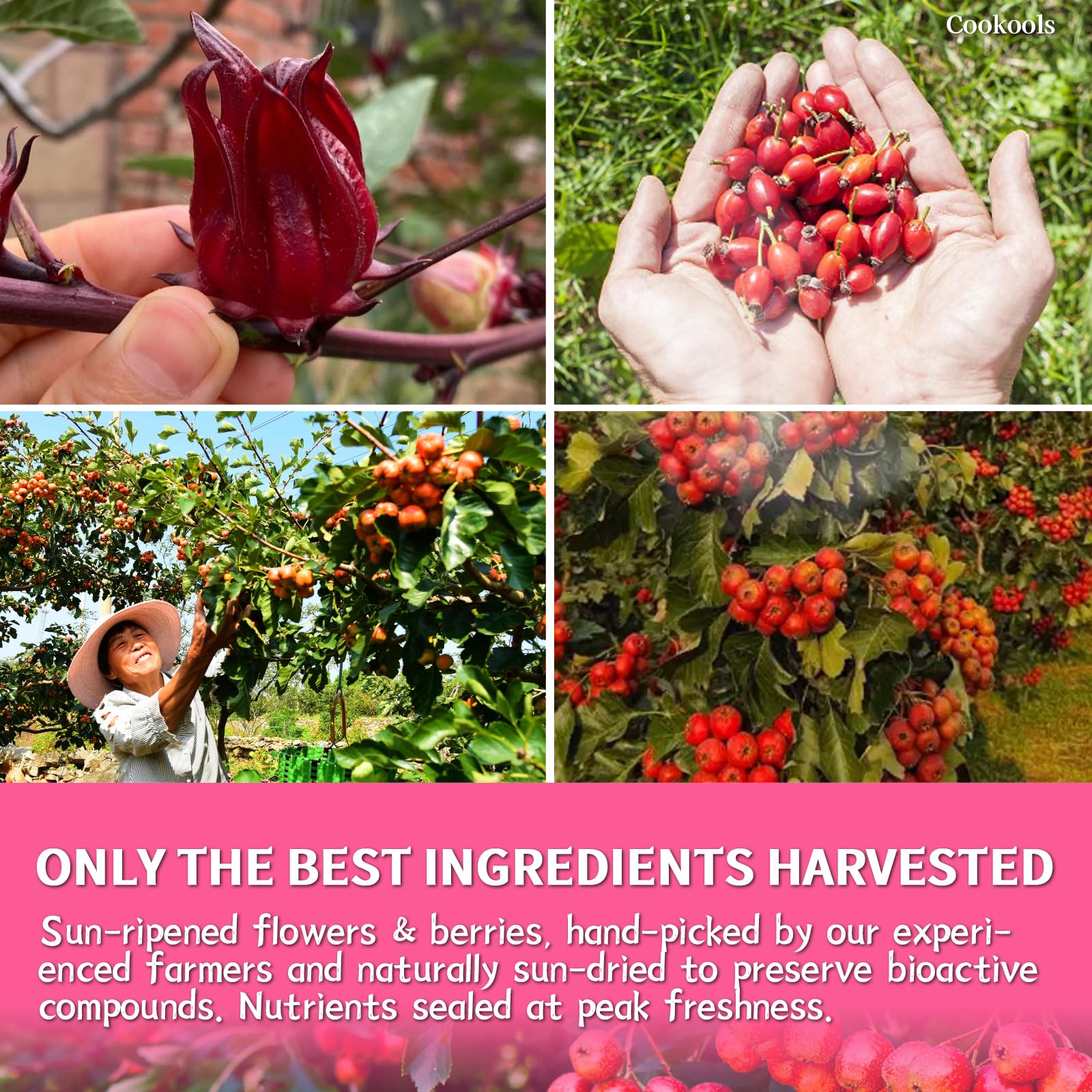 Cookools Hibiscus Rose Hips Tea sun-dried leaves preserving nutrients and freshness.
