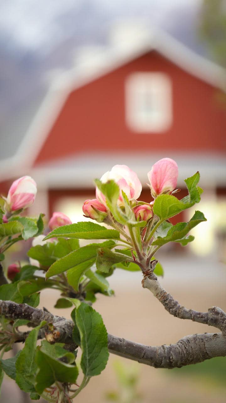 Graphic of antioxidants with Country Spoon tart cherry juice