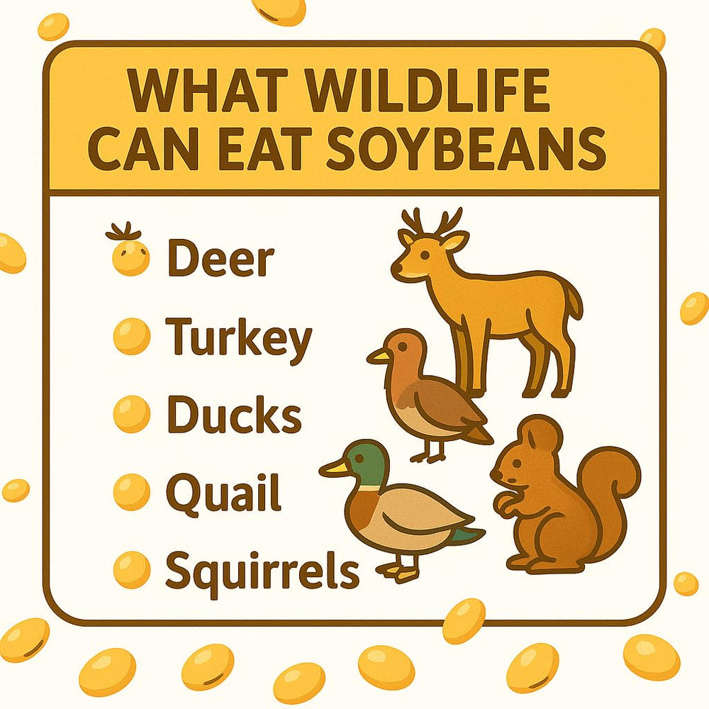 Uniform-sized Crazy Nuts soybeans ensure consistent cooking results.