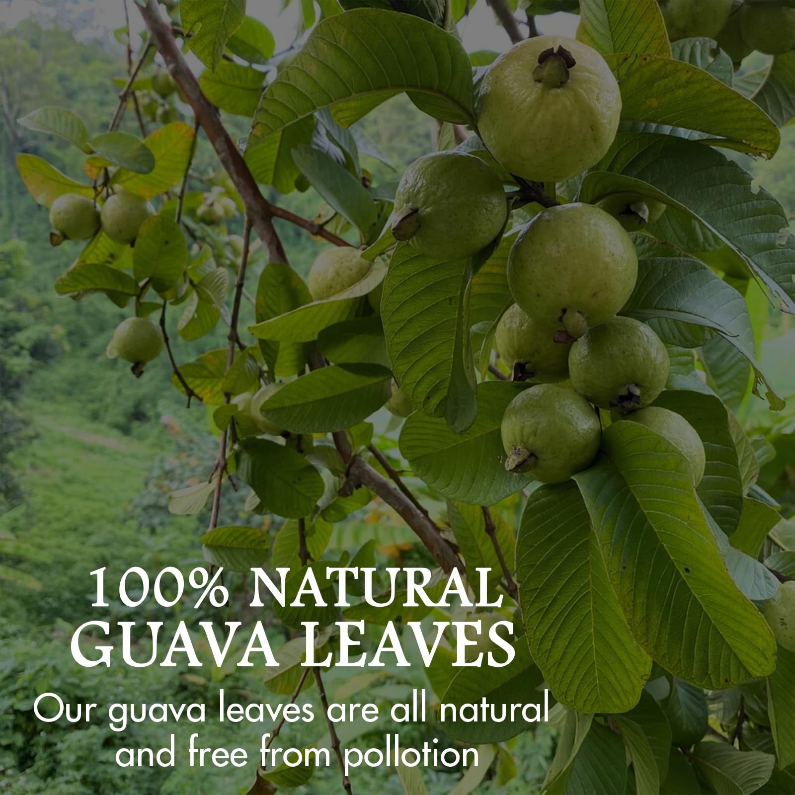 From Pakistani orchards, Cure Wid Pure guava leaves tea evokes heritage