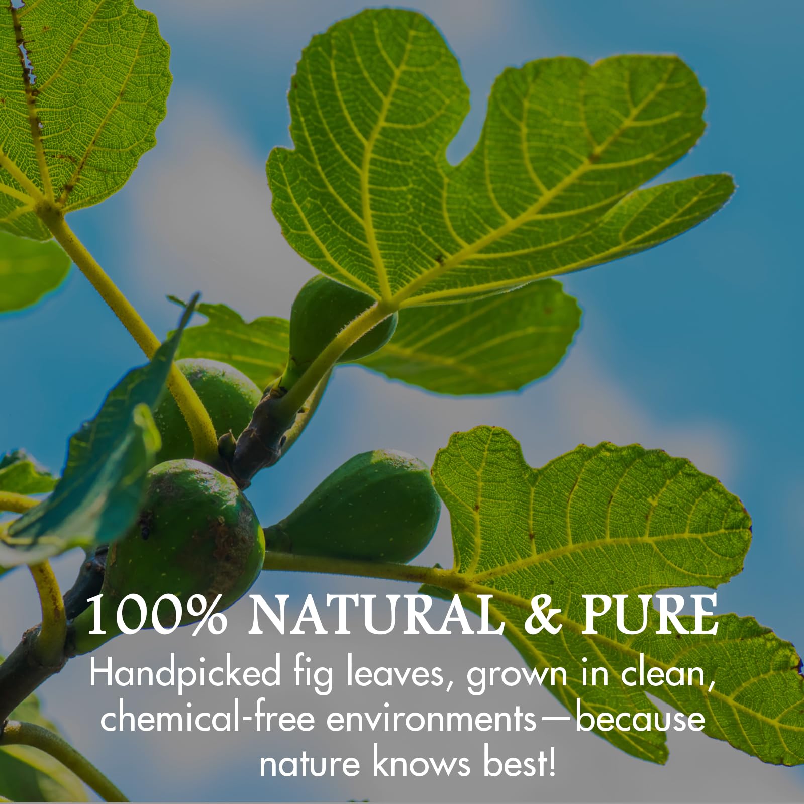 Cure Wid Pure resealable bag preserves freshness for fig leaves.