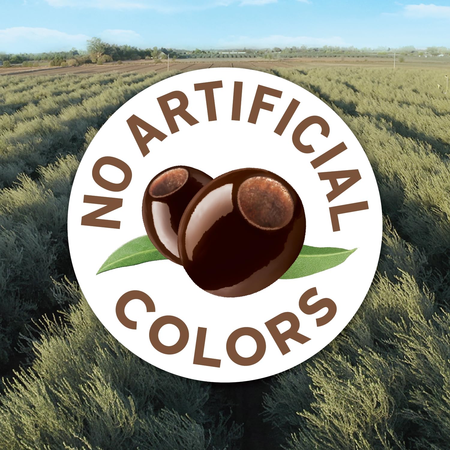 Early California ripe black olives texture close-up; buttery flavor and rich color.