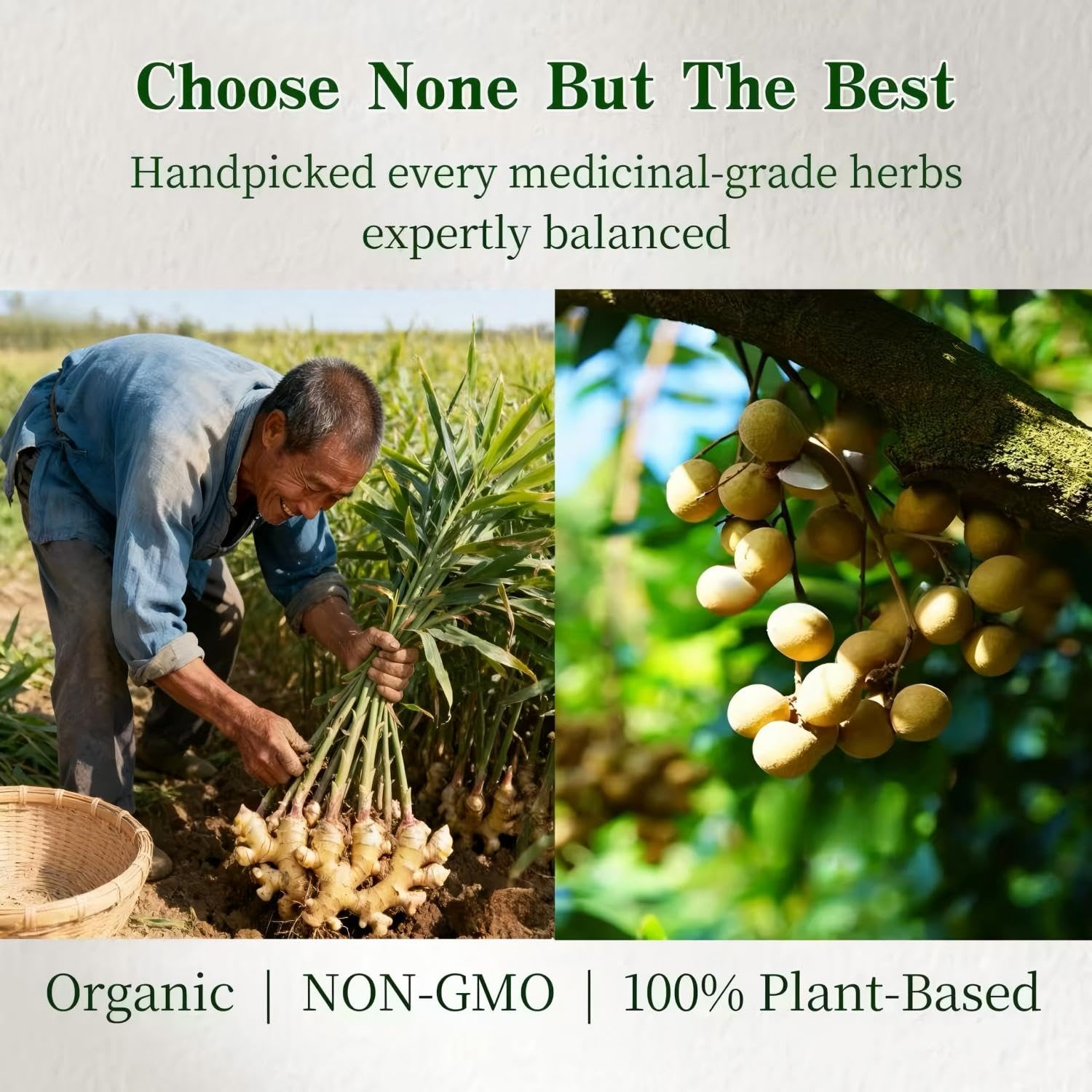 Longan fruits featured in Eastrue Ginger Goji Tea for mellow notes.