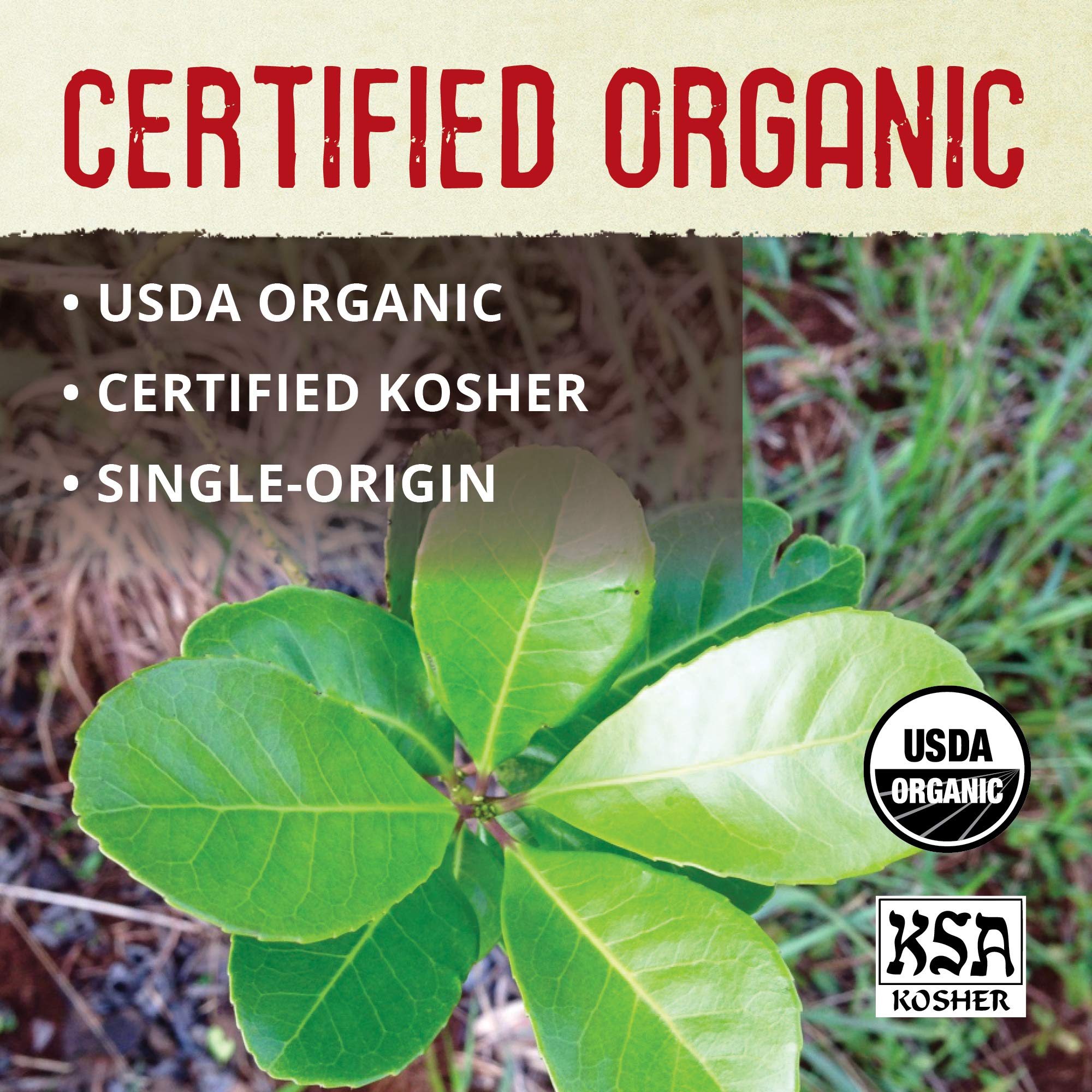 Organic yerba mate leaves from an Argentine family farm used by ECOTEAS