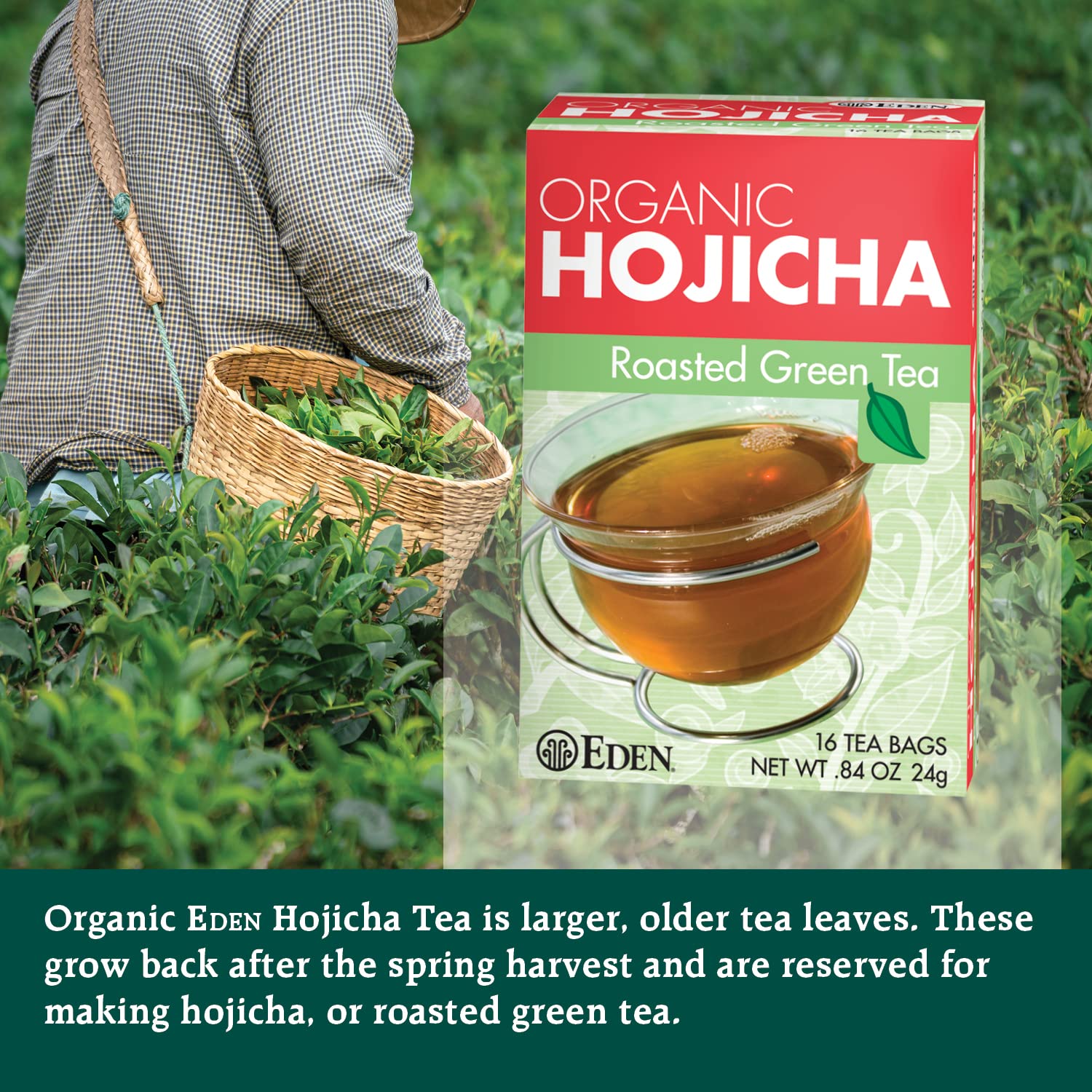 Eden Hojicha leaves shown as large, older leaves for lower caffeine.
