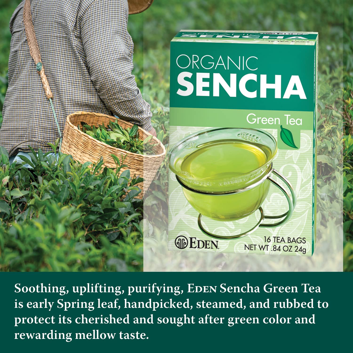 Eden Organic Sencha green leaves harvested for bright flavor and natural goodness