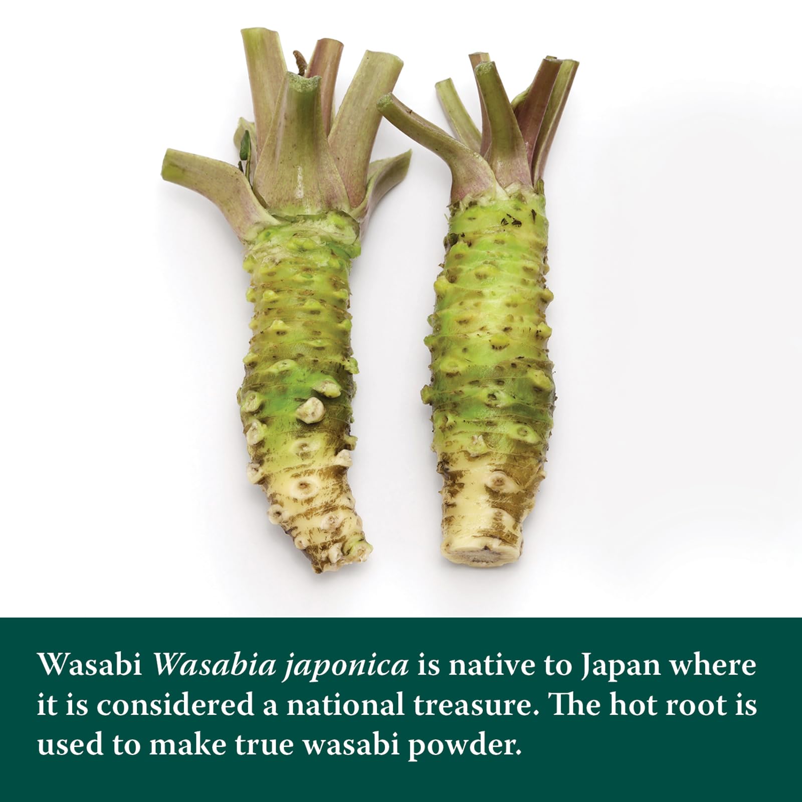 Eden Wasabi on sushi plate provides bright heat for nigiri.