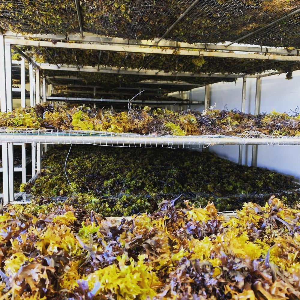 Elderwise Organics outdoor sun-drying setup of sea moss for natural extraction.