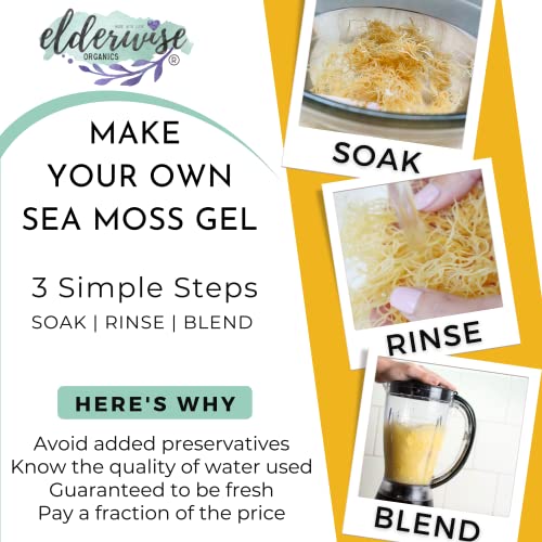 Elderwise Sea Moss Wildcrafted authentic ocean-sourced product harvested by hand