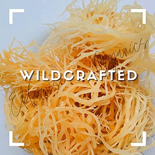 Elderwise Sea Moss Wildcrafted sun-dried on the beach preserves nutrients