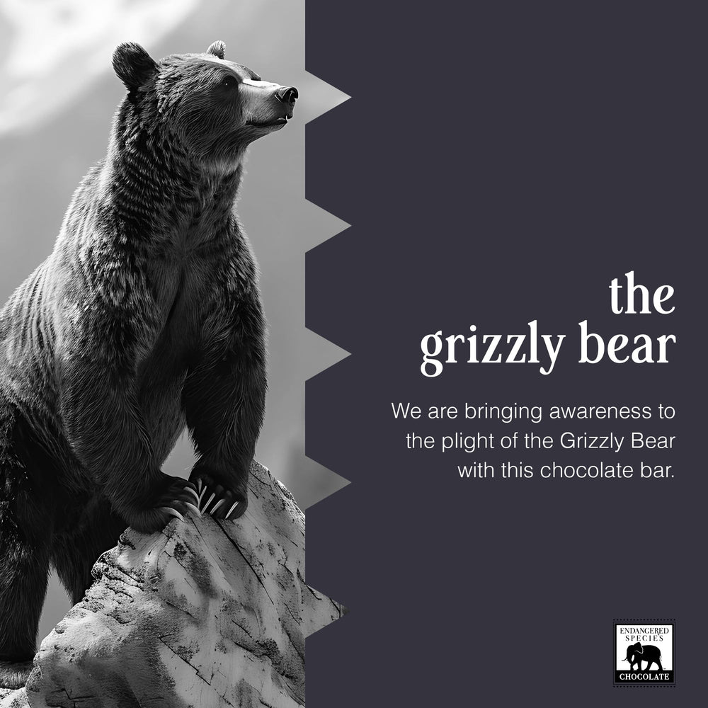 Endangered Species Chocolate Bar Grizzly Dark Raspberry wrapped for gifting