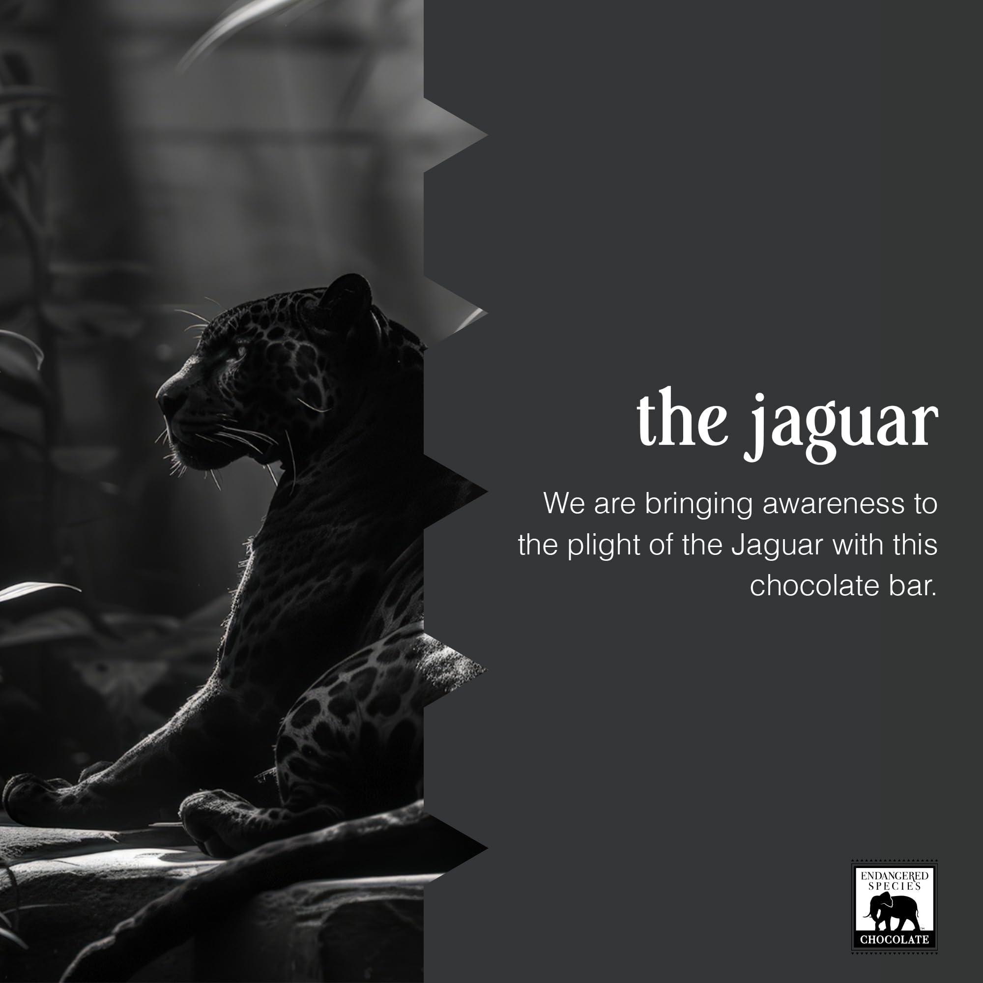 Endangered Species Panther bar eco friendly packaging highlighting conservation