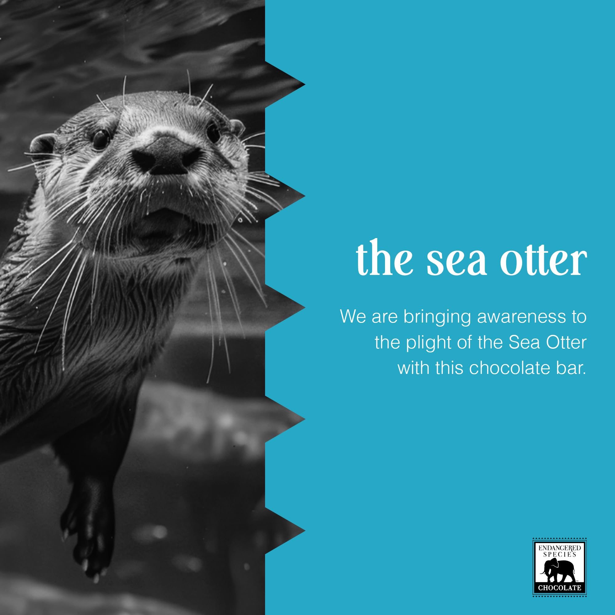 Endangered Species Milk Chocolate Bar non-GMO and Fairtrade label signals ethical chocolate choices.